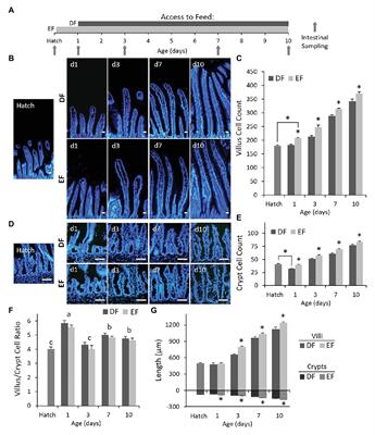 It’s All About Timing: Early Feeding Promotes Intestinal Maturation by Shifting the Ratios of Specialized Epithelial Cells in Chicks